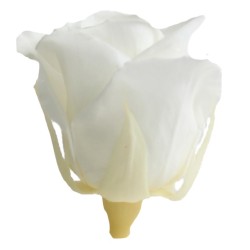 Rose Eternelle | Grossiste Végétaux Stabilisés