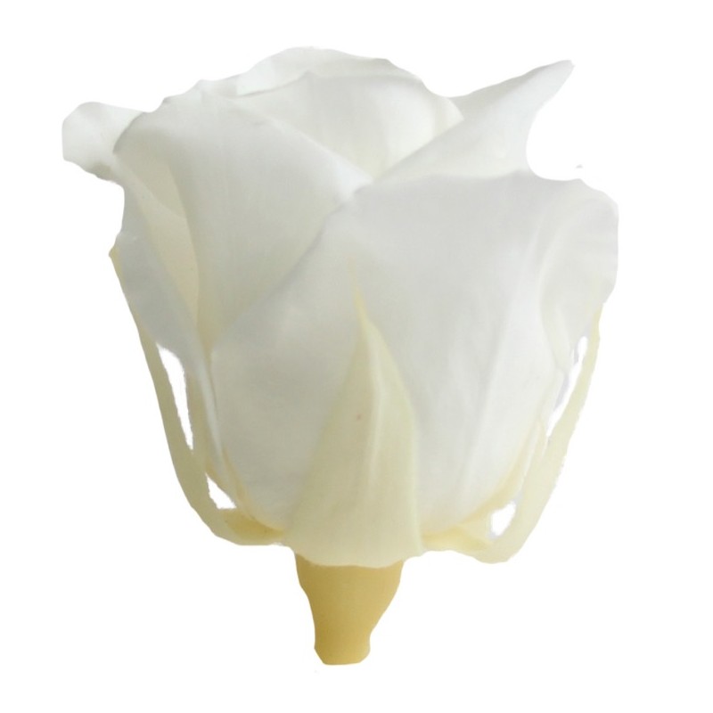 Rose stabilisée Mini - Différentes couleurs