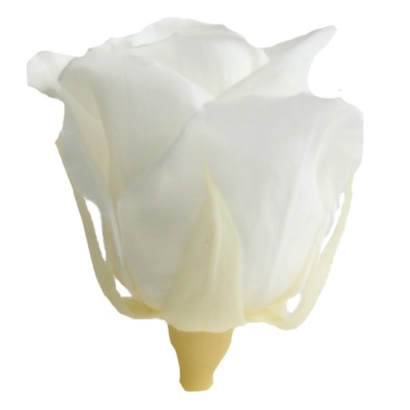 Rose Eternelle | Grossiste Végétaux Stabilisés