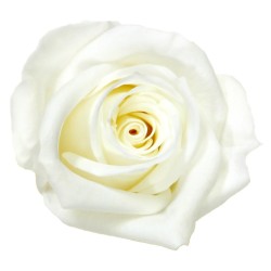 Rose stabilisée Mini - Différentes couleurs