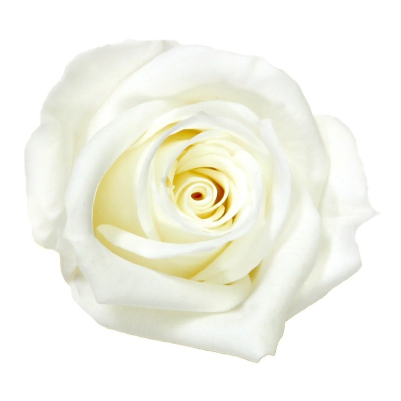 Rose stabilisée Mini - Différentes couleurs