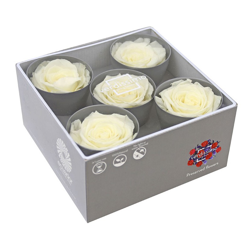 Rose Stabilisée | Grossiste en Fleurs Stabilisées | Qualité Prix