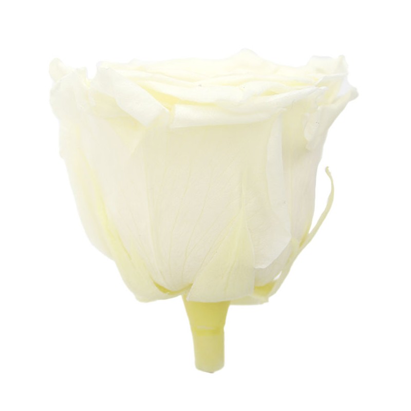 Rose Stabilisée | Grossiste en Fleurs Stabilisées | Qualité Prix