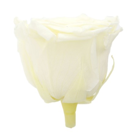 Rose Stabilisée | Grossiste en Fleurs Stabilisées | Qualité Prix