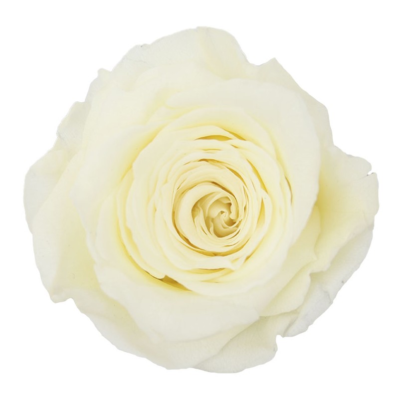 Rose Stabilisée | Grossiste en Fleurs Stabilisées | Qualité Prix