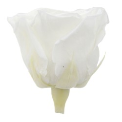 Rose Stabilisée | Grossiste en Fleurs Stabilisées | Qualité Prix