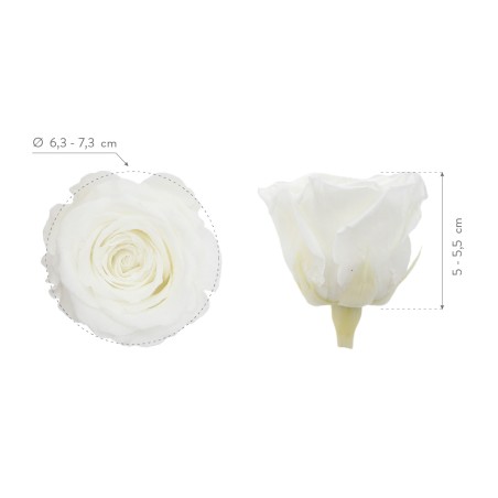 Rose Stabilisée | Grossiste en Fleurs Stabilisées | Qualité Prix