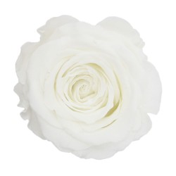 Rose Stabilisée | Grossiste en Fleurs Stabilisées | Qualité Prix