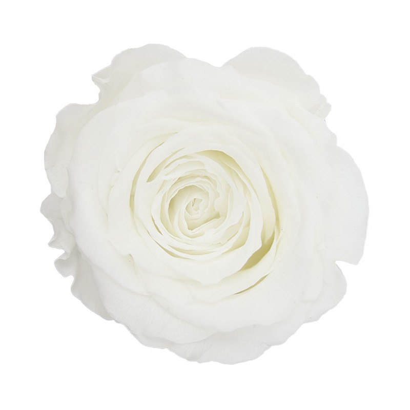 Rose Stabilisée | Grossiste en Fleurs Stabilisées | Qualité Prix