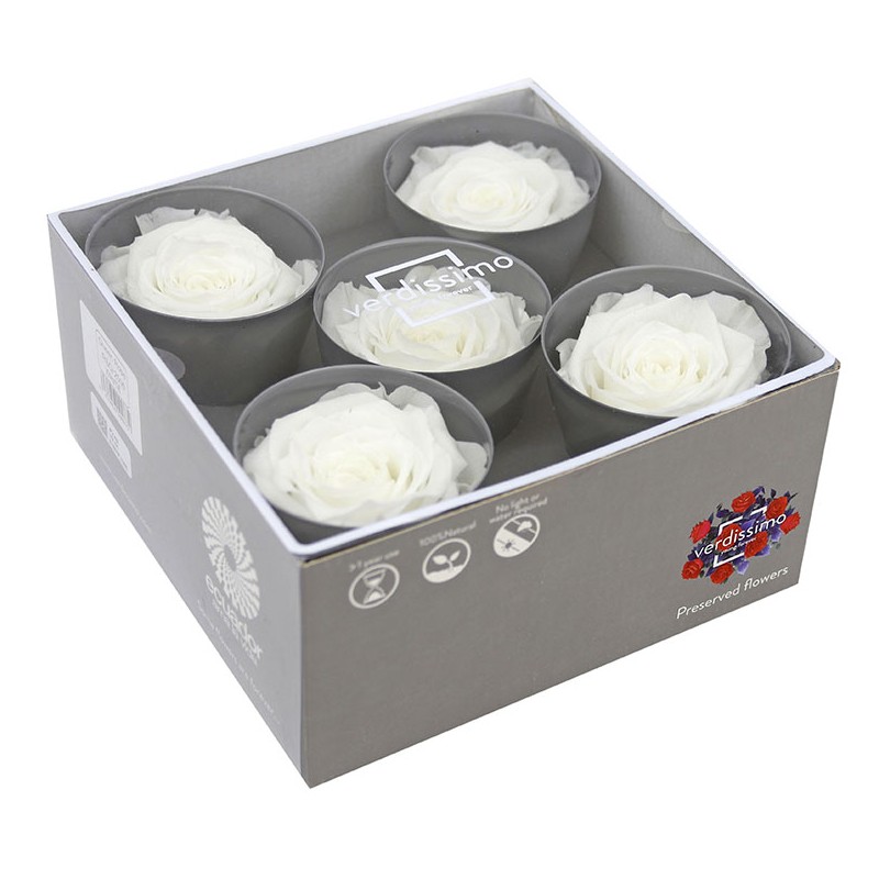 Rose Stabilisée | Grossiste en Fleurs Stabilisées | Qualité Prix