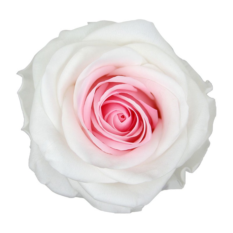 Rose Eternelle | Grossiste Fleuristes | Fleurs stabilisées