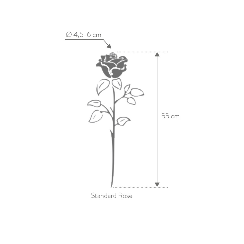 Rose eternelle sur tige | Grossiste Fleuristes | Fleurs Stabilisées