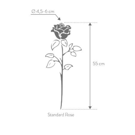 Rose eternelle sur tige | Grossiste Fleuristes | Fleurs Stabilisées