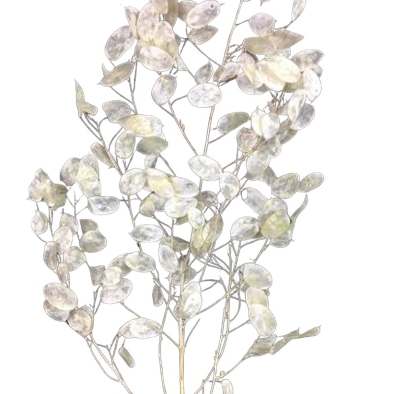 Bouquet de fleurs séchées  | Grossiste Fleuristes | Fleurs durables