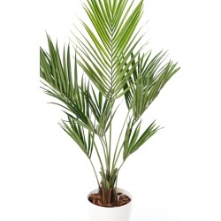 Kentia artificiel 150 cm en pot | Artiflor
