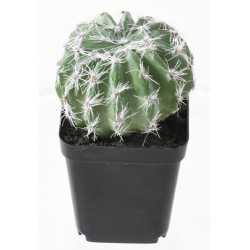 Assortiment 12 succulentes artificielles en pot | Artiflor