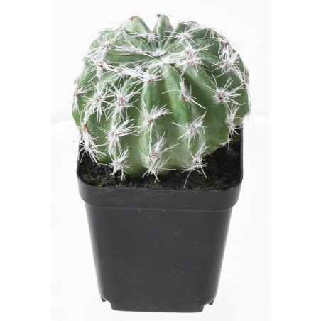 Assortiment 12 succulentes artificielles en pot | Artiflor