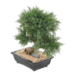 Bonsaï juniperus artificiel en coupe céramique | Artiflor