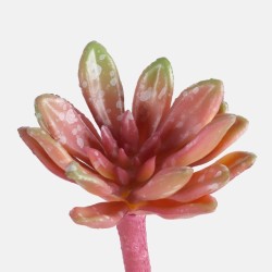 Crassula artificielle bordeaux sur tige 13 cm
