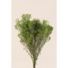 Broom stabilisé – grossiste fleurs stabilisées Artiflor