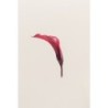 Mini-calla stabilisé rose corail – grossiste fleurs stabilisées Artiflor