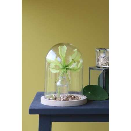 Cloche en verre sur socle bois Ø12 H.16 cm – verrerie décorative pour fleuristes et décorateurs à prix grossiste