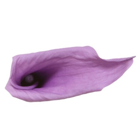 Calla Stabilisé | Grossiste Fleuristes | Fleurs Artificielles Calla Stabilisé | Grossiste Fleuristes | Fleurs Artificielles