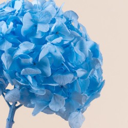 Box fleurs stabilisées bleues – baptême, mariage Bleu poudré – grossiste en fleurs stabilisées