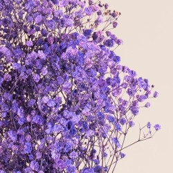 Box fleurs stabilisées violet – roses, lavande Lavande & velours – grossiste en végétal stabilisé