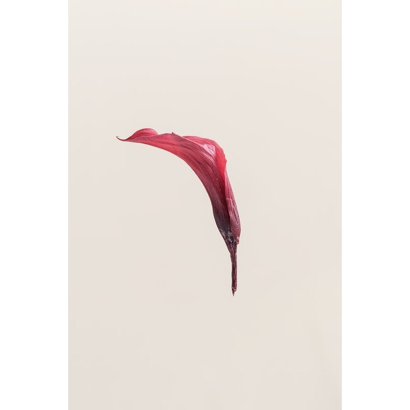 Mini-calla stabilisé rose corail – fleur stabilisée pour fleuristes et décorateurs, vente en gros
