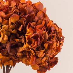 Box fleurs stabilisées orange – automne, Halloween Rouille & pêche – végétal stabilisé en gros