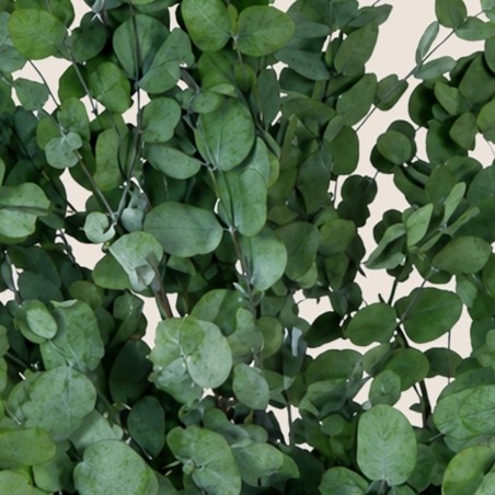 Box feuillages stabilisés – eucalyptus, olivier Feuillages sauvages – grossiste en feuillage stabilisé