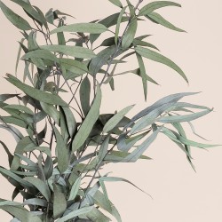 Box feuillages stabilisés – eucalyptus, olivier Feuillages sauvages – grossiste en végétal stabilisé