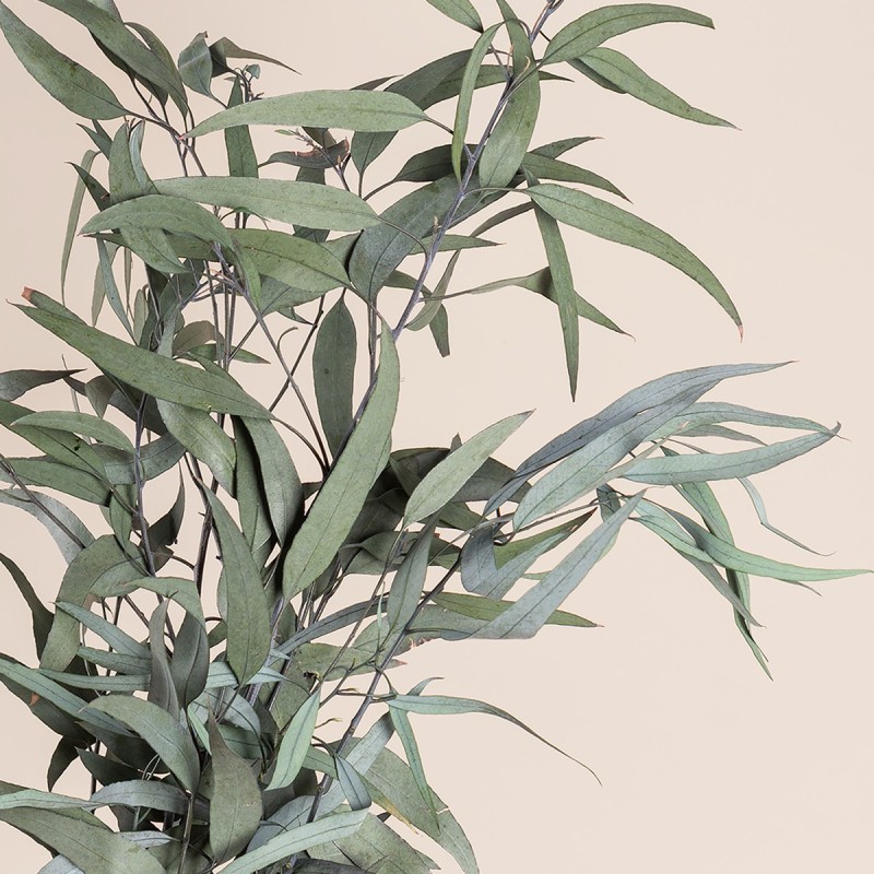 Box feuillages stabilisés – eucalyptus, olivier Feuillages sauvages – grossiste en végétal stabilisé