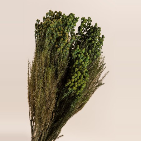 Box feuillages stabilisés – eucalyptus, olivier Feuillages sauvages – feuillage en gros pour fleuristes
