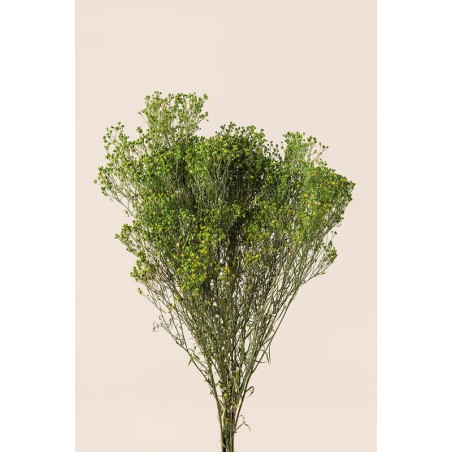 Broom stabilisé – grossiste en végétal stabilisé