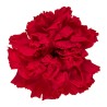 Œillet stabilisé rouge – acheter des fleurs stabilisées en gros