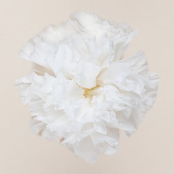 Œillet stabilisé blanc – fleurs stabilisées en gros