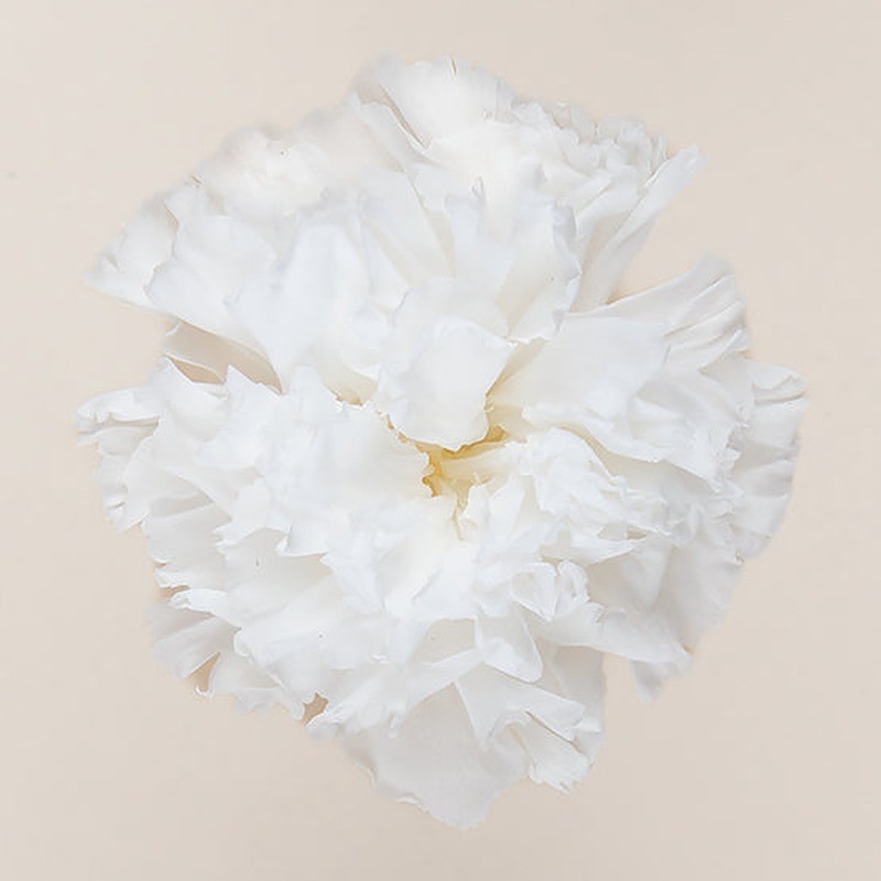 Œillet stabilisé blanc – fleurs stabilisées en gros
