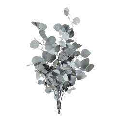 Eucalyptus Populus stabilisé vert – grossiste en feuillage stabilisé