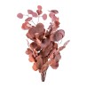Eucalyptus Populus stabilisé moka cacao – feuillage stabilisé en gros