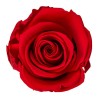 Rose stabilisée Standard rouge – acheter des roses éternelles pas chères