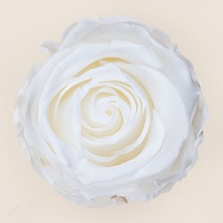 Rose stabilisée Standard blanc – rose éternelle stabilisée pour coffrets Saint-Valentin, vente en gros