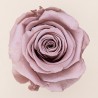 Rose stabilisée Standard noisette – rose éternelle pour fleuristes, prix grossiste professionnels