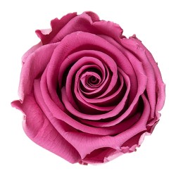 Rose stabilisée Standard cerise vintage – grossiste en roses éternelles