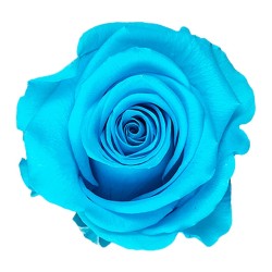 Rose stabilisée Standard turquoise vif – rose éternelle stabilisée pour coffrets Saint-Valentin, vente en gros