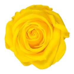 Rose stabilisée Standard jaune clair – grossiste en fleurs stabilisées