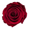 Rose stabilisée Standard bordeaux – rose stabilisée en gros