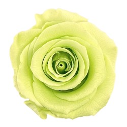 Rose stabilisée Standard vert citron – rose éternelle pour fleuristes, prix grossiste professionnels