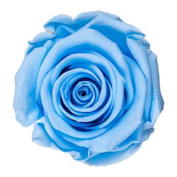 Rose stabilisée Standard bleu clair – rose éternelle en gros